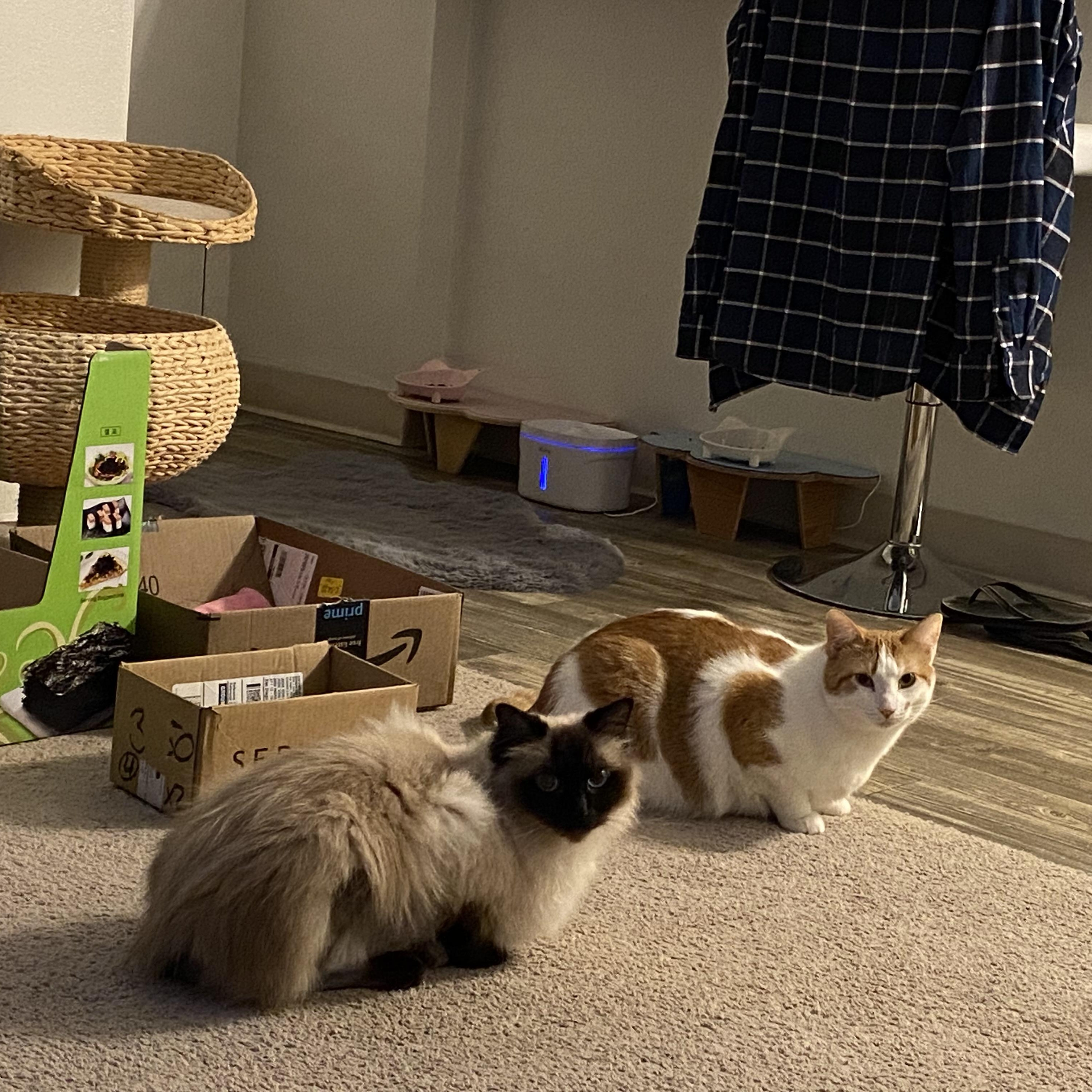 Enlarge Floki, a Adopted Ragdoll in Oceanside, CA image 2/5