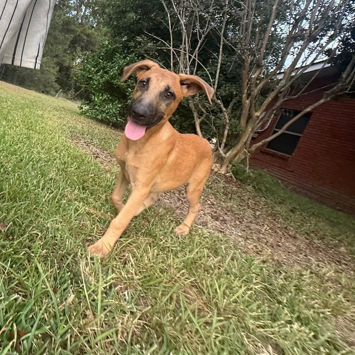 Enlarge Auggie, a Adoptable mixed breed in Hagerstown, MD image 3/3