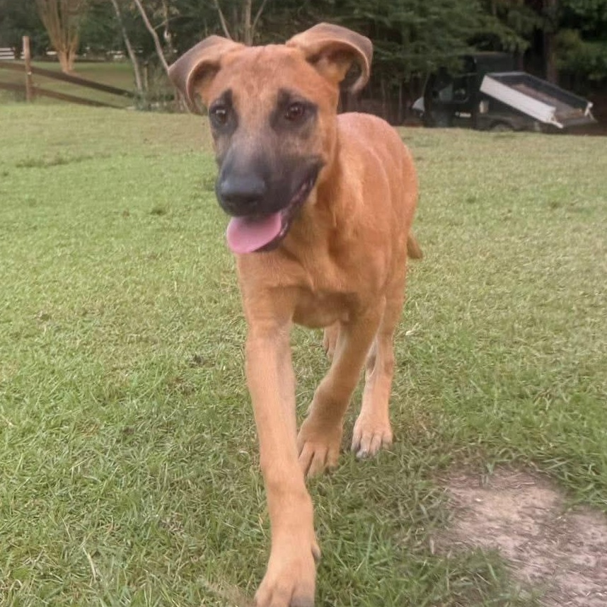 Enlarge Auggie, a Adoptable mixed breed in Hagerstown, MD image 1/3