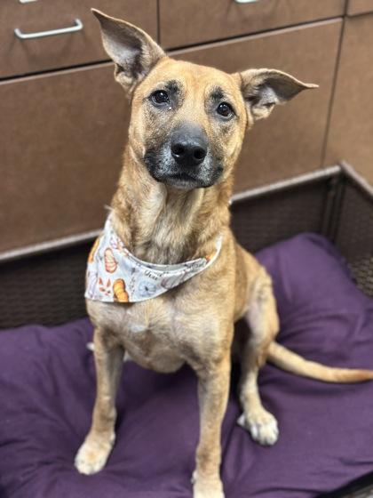 Enlarge Harley, a Adoptable mixed breed in Irving, TX image 1/2