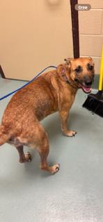 Harley, Adoptable, Young Female Retriever & Shepherd.