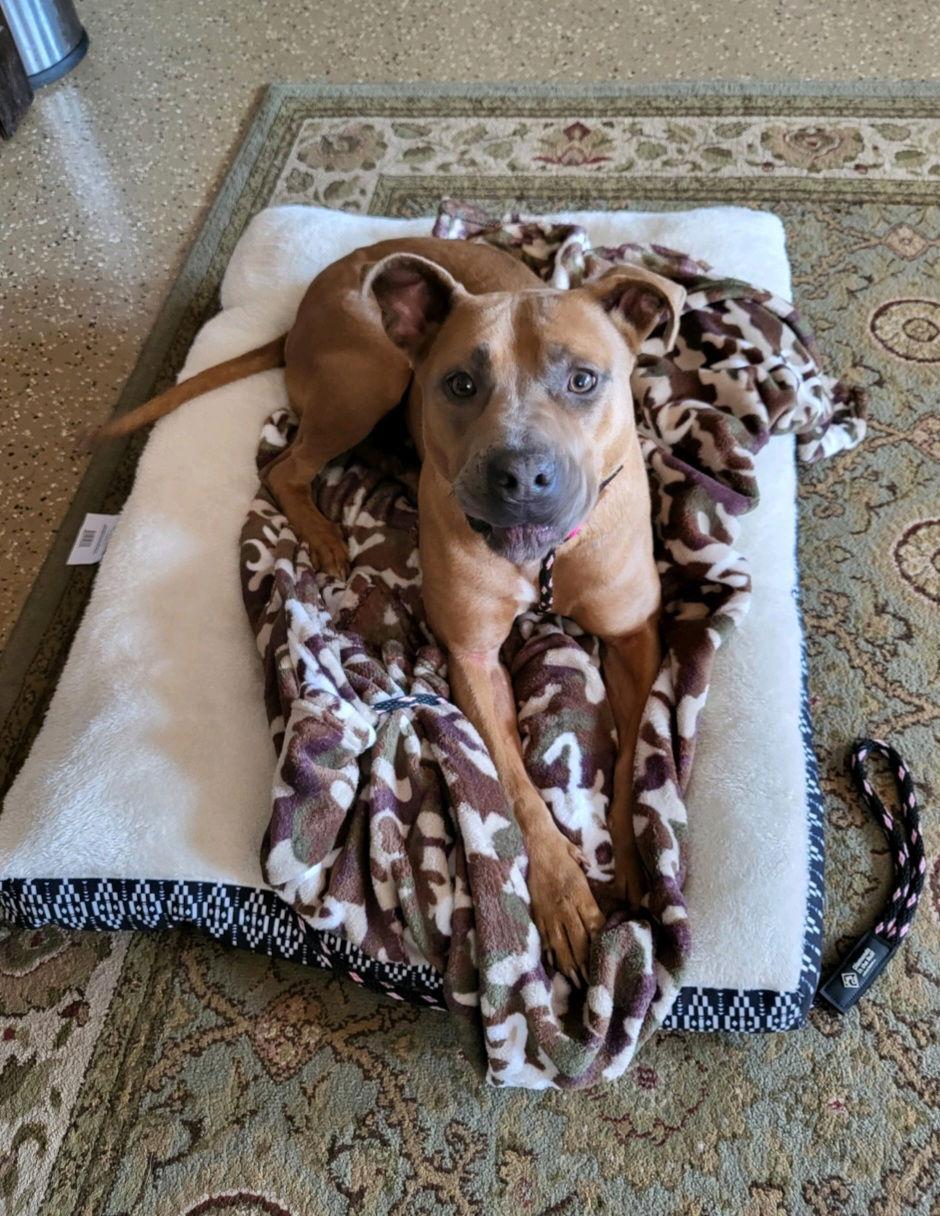 Selena, Adopted, Adult Female Pit Bull Terrier.