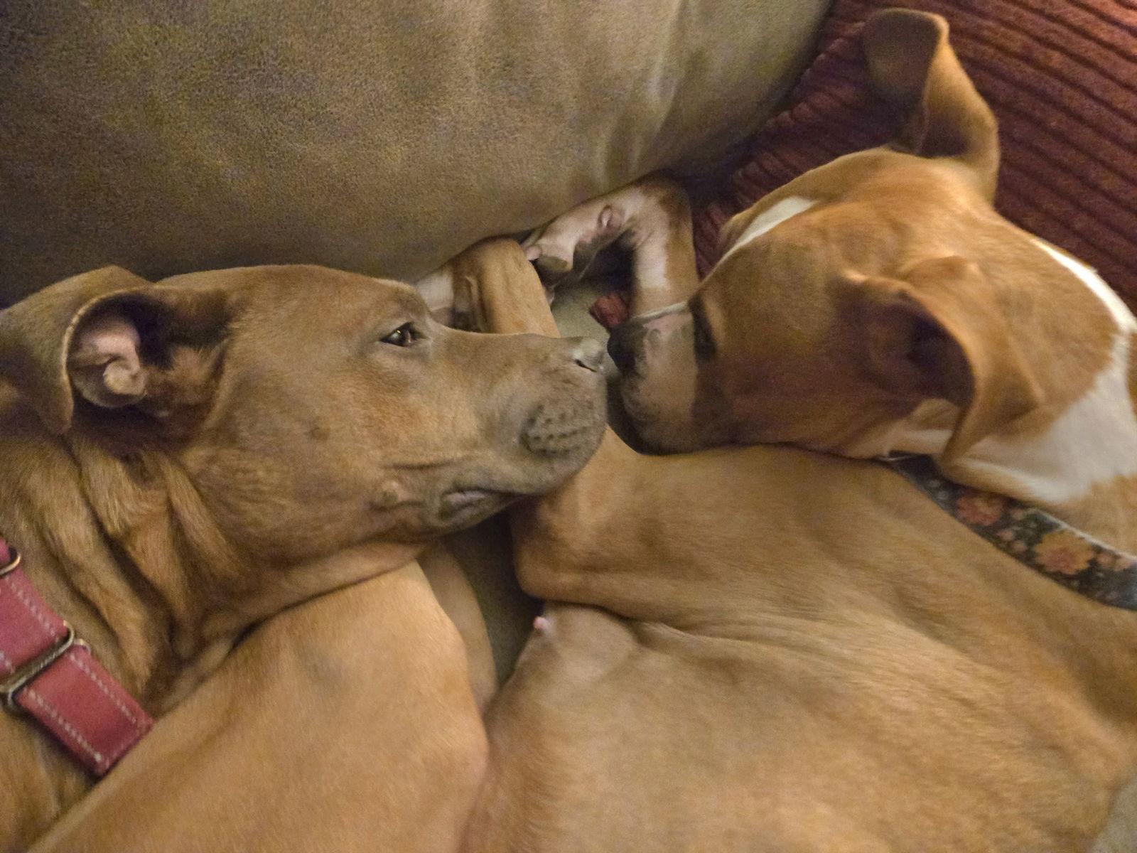 Selena, a Adopted Pit Bull Terrier in Lockport, NY image 2/3