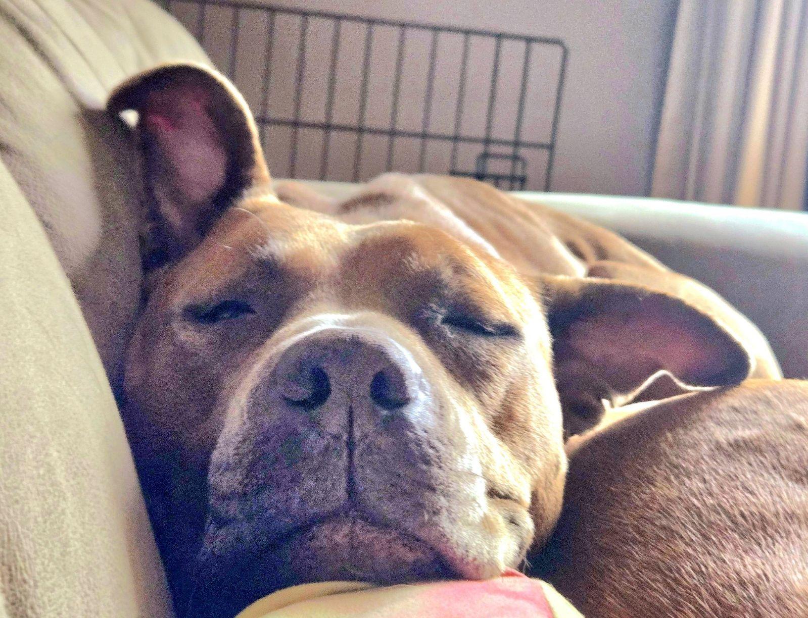 Selena, a Adopted Pit Bull Terrier in Lockport, NY image 3/3