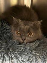 Leo, ADOPTABLE, Adult Male Domestic Long Hair.