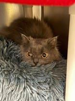 Enlarge Leo, a ADOPTABLE Domestic Long Hair in Whitby, ON image 2/2