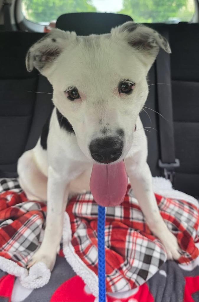 Tulip, Adoptable, Young Female Mixed Breed.