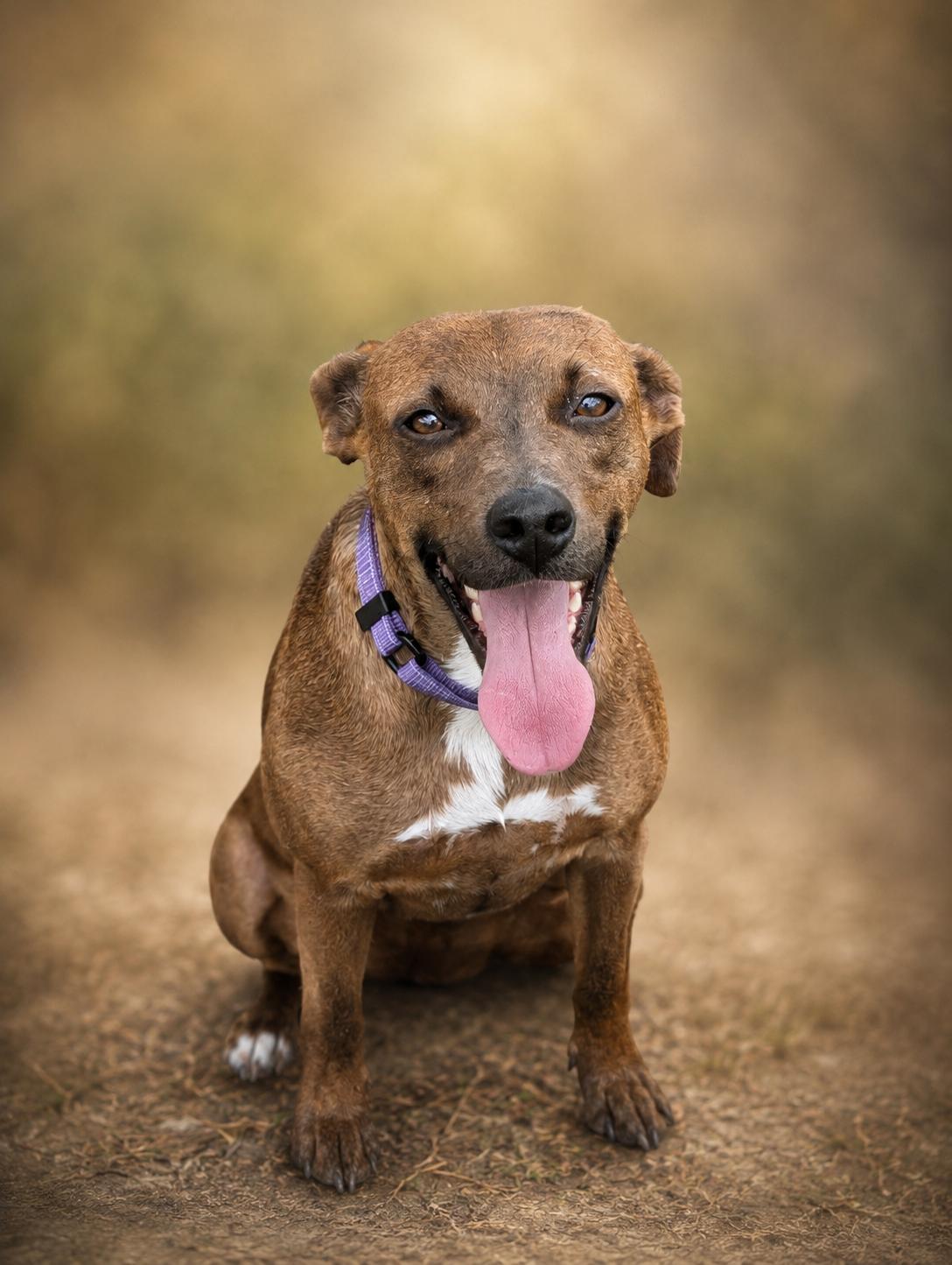 Enlarge Hazel, a ADOPTABLE Mixed Breed in Jacksonville, FL image 6/6