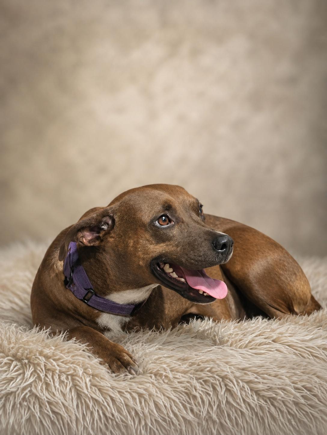 Enlarge Hazel, a ADOPTABLE Mixed Breed in Jacksonville, FL image 1/6