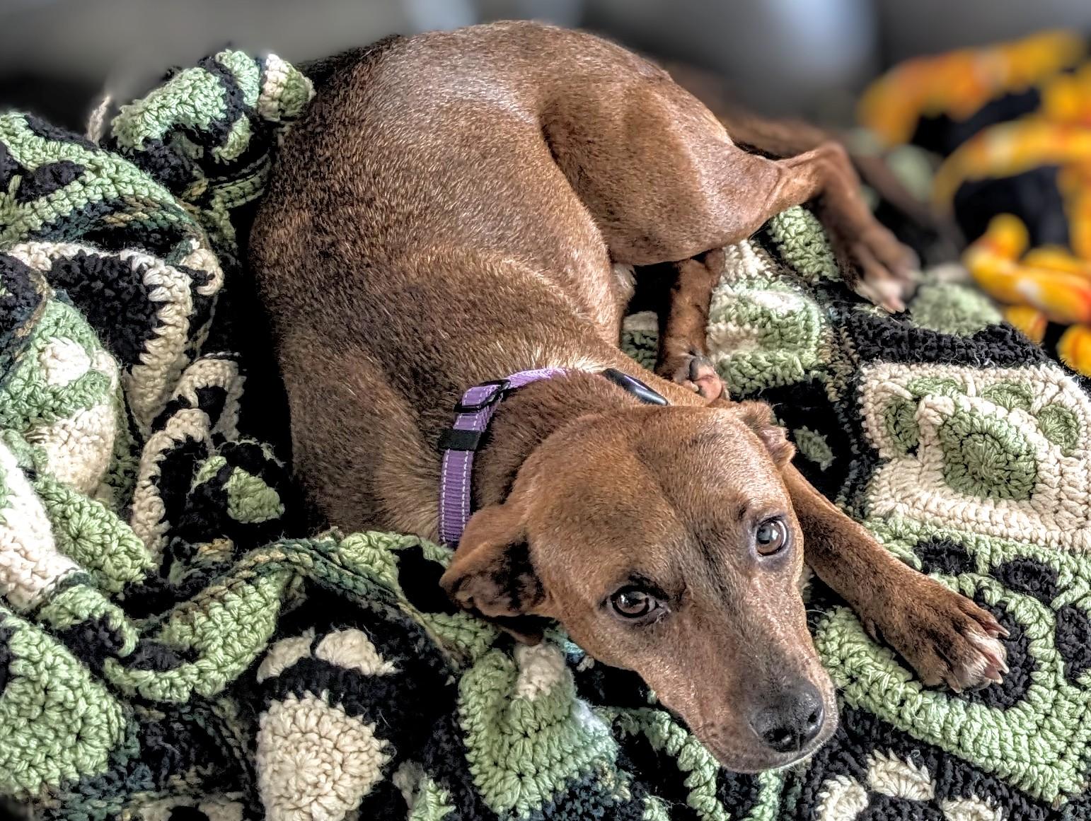 Enlarge Hazel, a ADOPTABLE Mixed Breed in Jacksonville, FL image 3/6