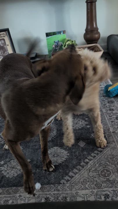 Enlarge Hazel, a ADOPTABLE Mixed Breed in Jacksonville, FL video 4/6