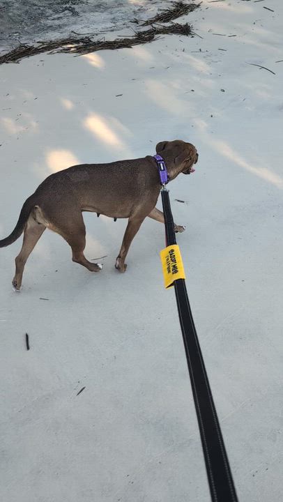 Enlarge Hazel, a ADOPTABLE Mixed Breed in Jacksonville, FL video 5/6