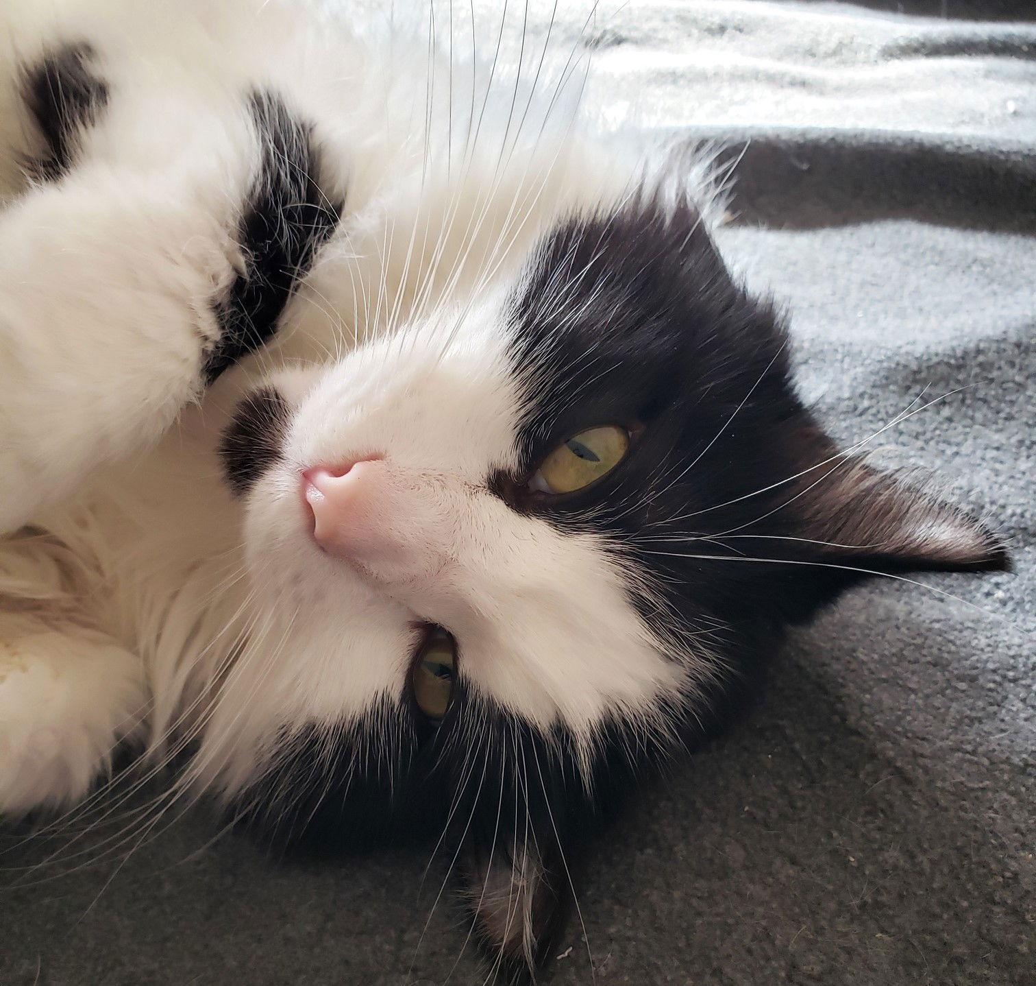 Sylvester, a Adoptable mixed breed in Springfield, OR image 2/3