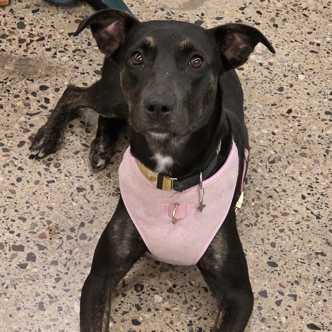 Leila, a Adoptable mixed breed in South Saint Paul, MN image 2/5