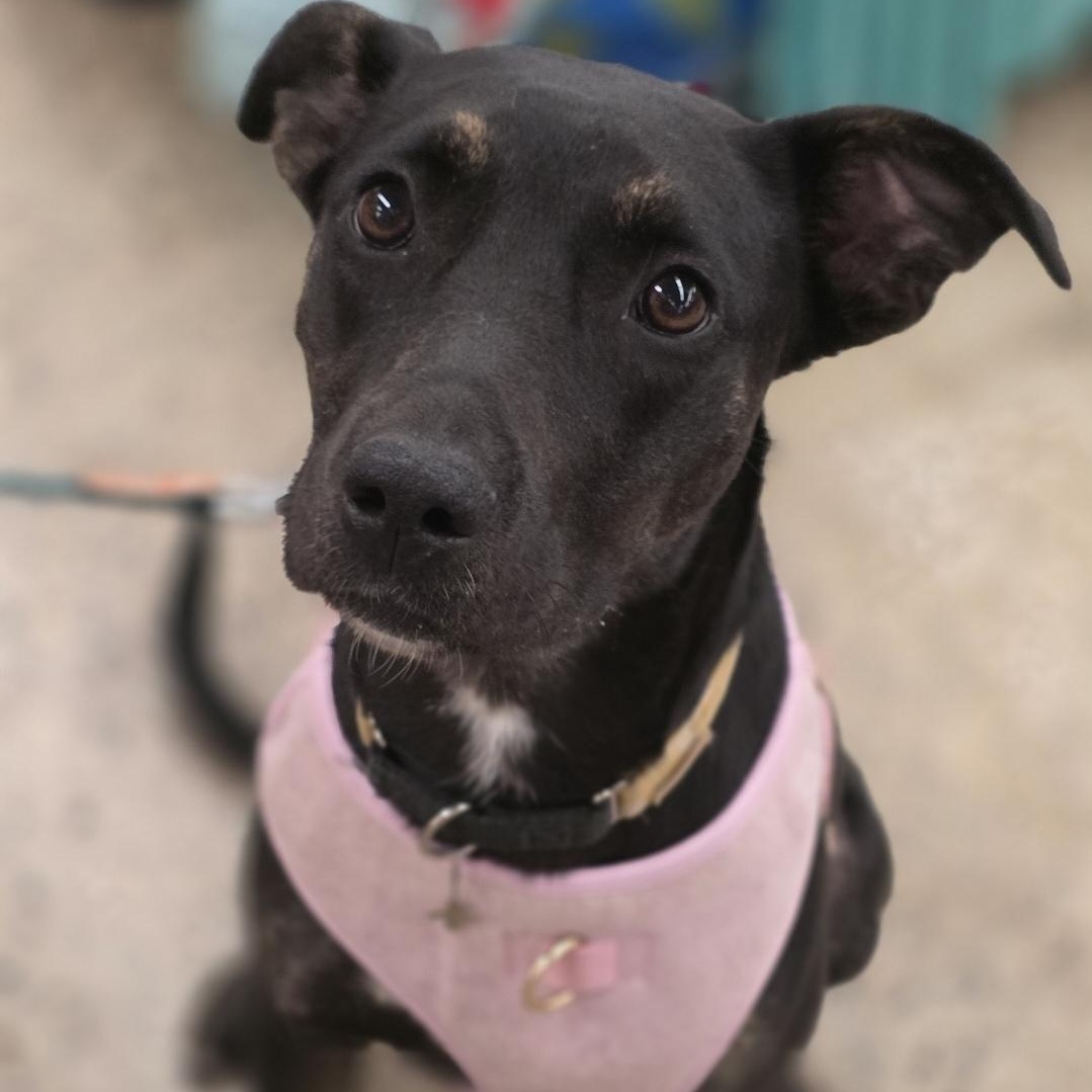 Leila, a Adoptable mixed breed in South Saint Paul, MN image 5/5