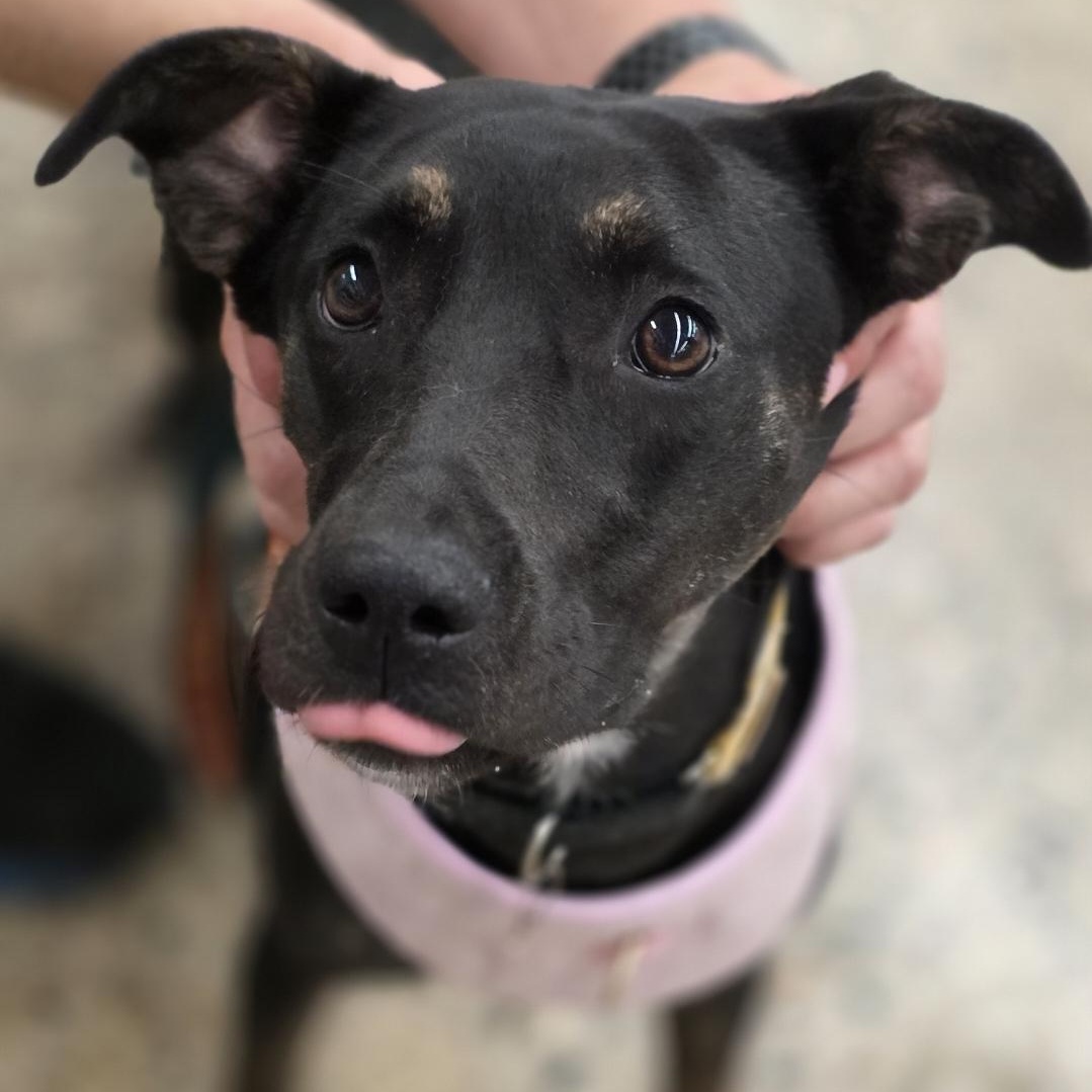 Leila, a Adoptable mixed breed in South Saint Paul, MN image 3/5