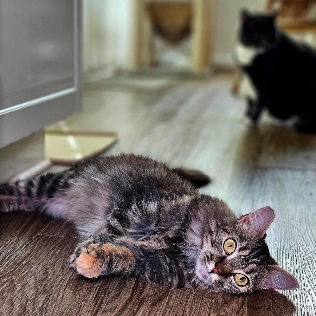 Enlarge Marlie, a Adoptable Domestic Long Hair in Fairfax Station, VA image 1/6