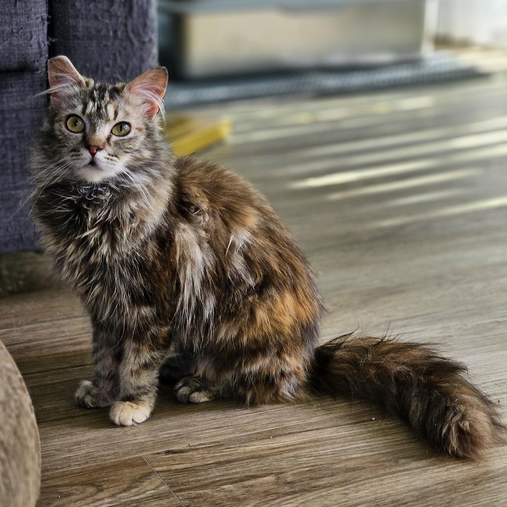 Enlarge Marlie, a Adoptable Domestic Long Hair in Fairfax Station, VA image 2/6