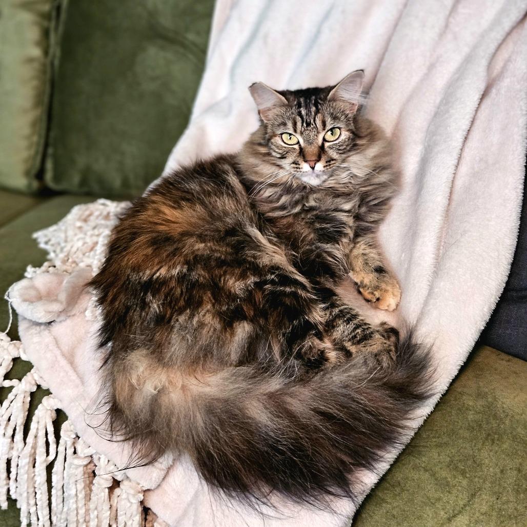 Enlarge Marlie, a Adoptable Domestic Long Hair in Fairfax Station, VA image 3/6
