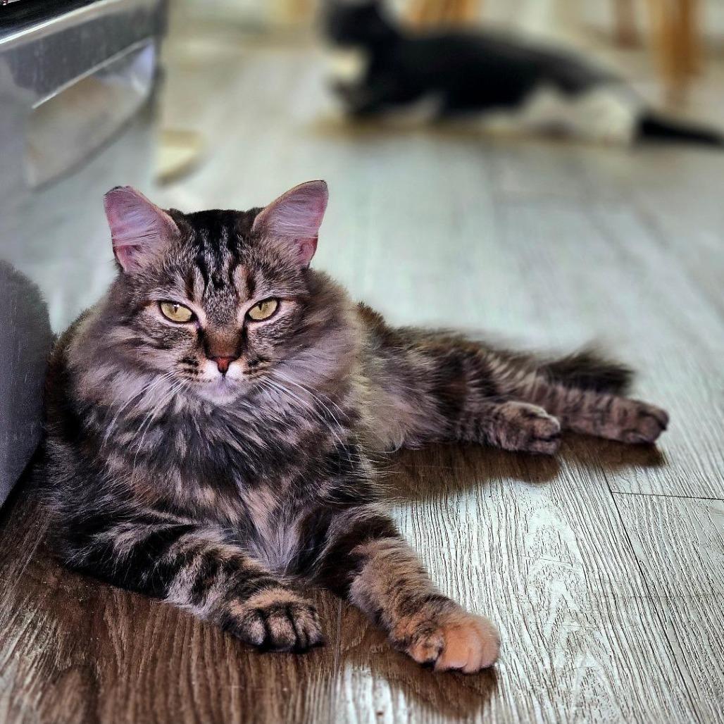 Enlarge Marlie, a Adoptable Domestic Long Hair in Fairfax Station, VA image 4/6