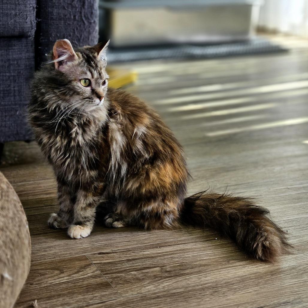 Enlarge Marlie, a Adoptable Domestic Long Hair in Fairfax Station, VA image 5/6