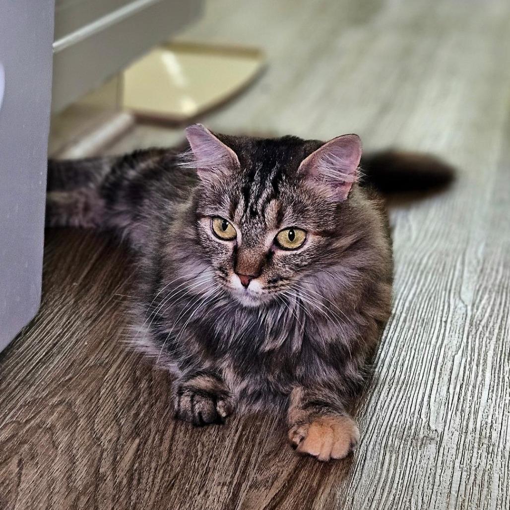 Enlarge Marlie, a Adoptable Domestic Long Hair in Fairfax Station, VA image 6/6