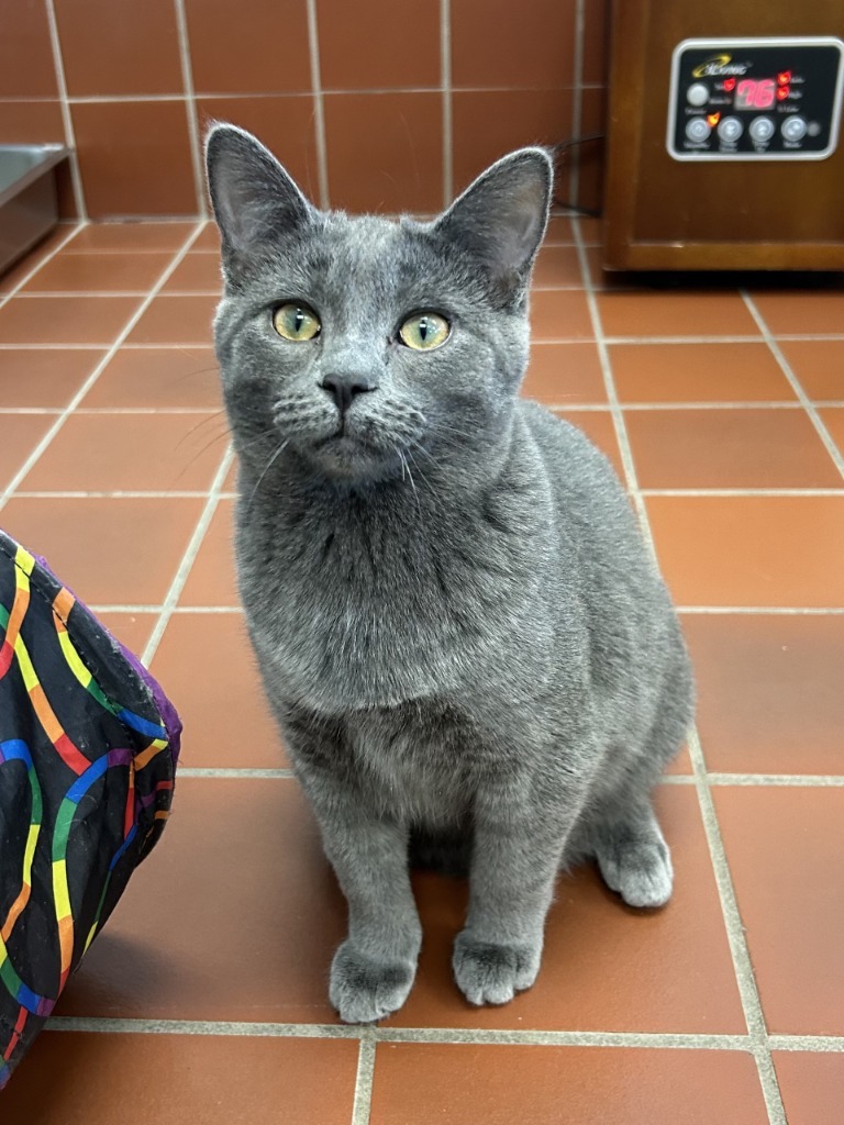 Enlarge Bluebell, a Adoptable mixed breed in Battle Creek, MI image 6/6