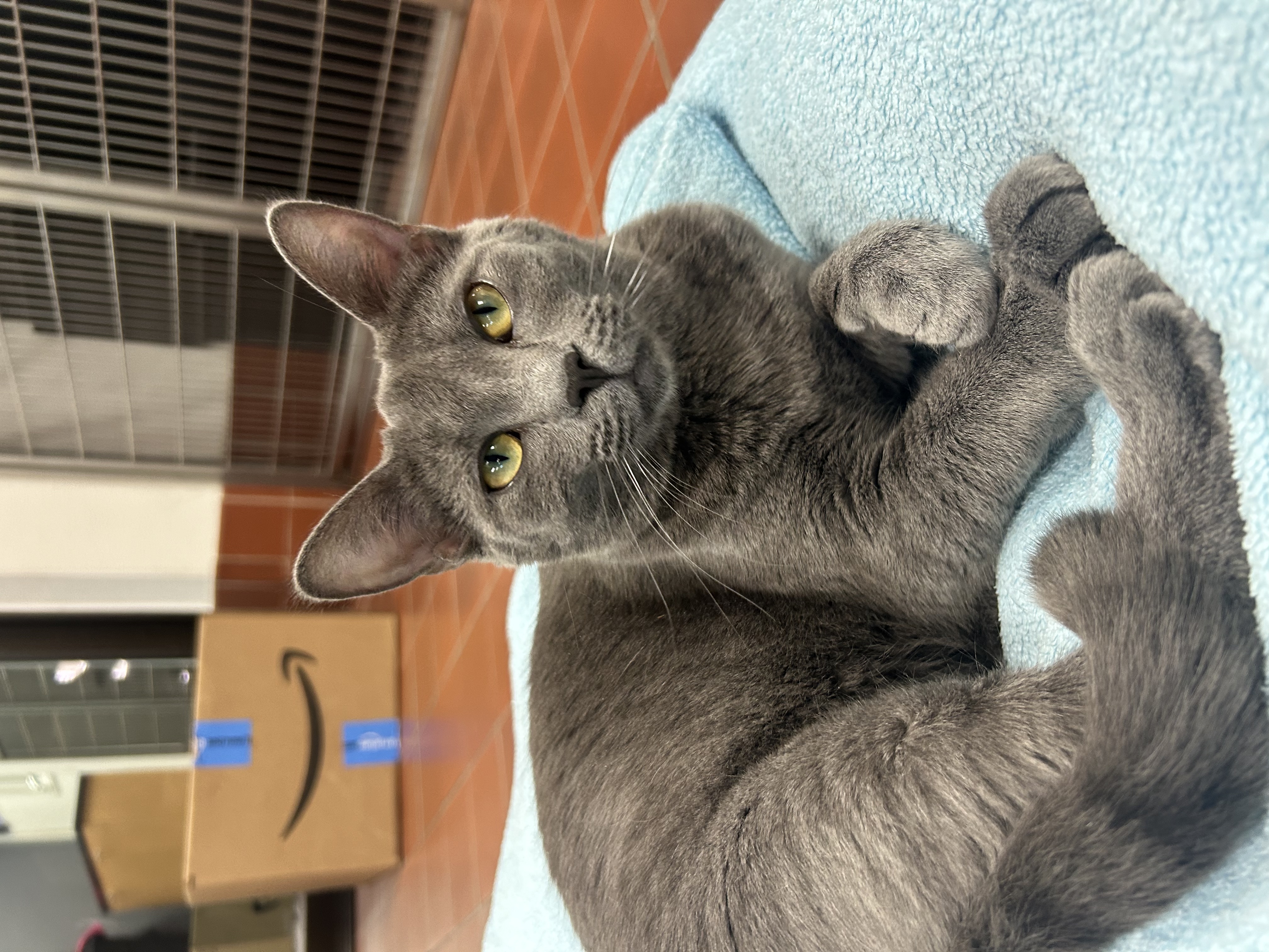 Enlarge Bluebell, a Adoptable mixed breed in Battle Creek, MI image 5/6