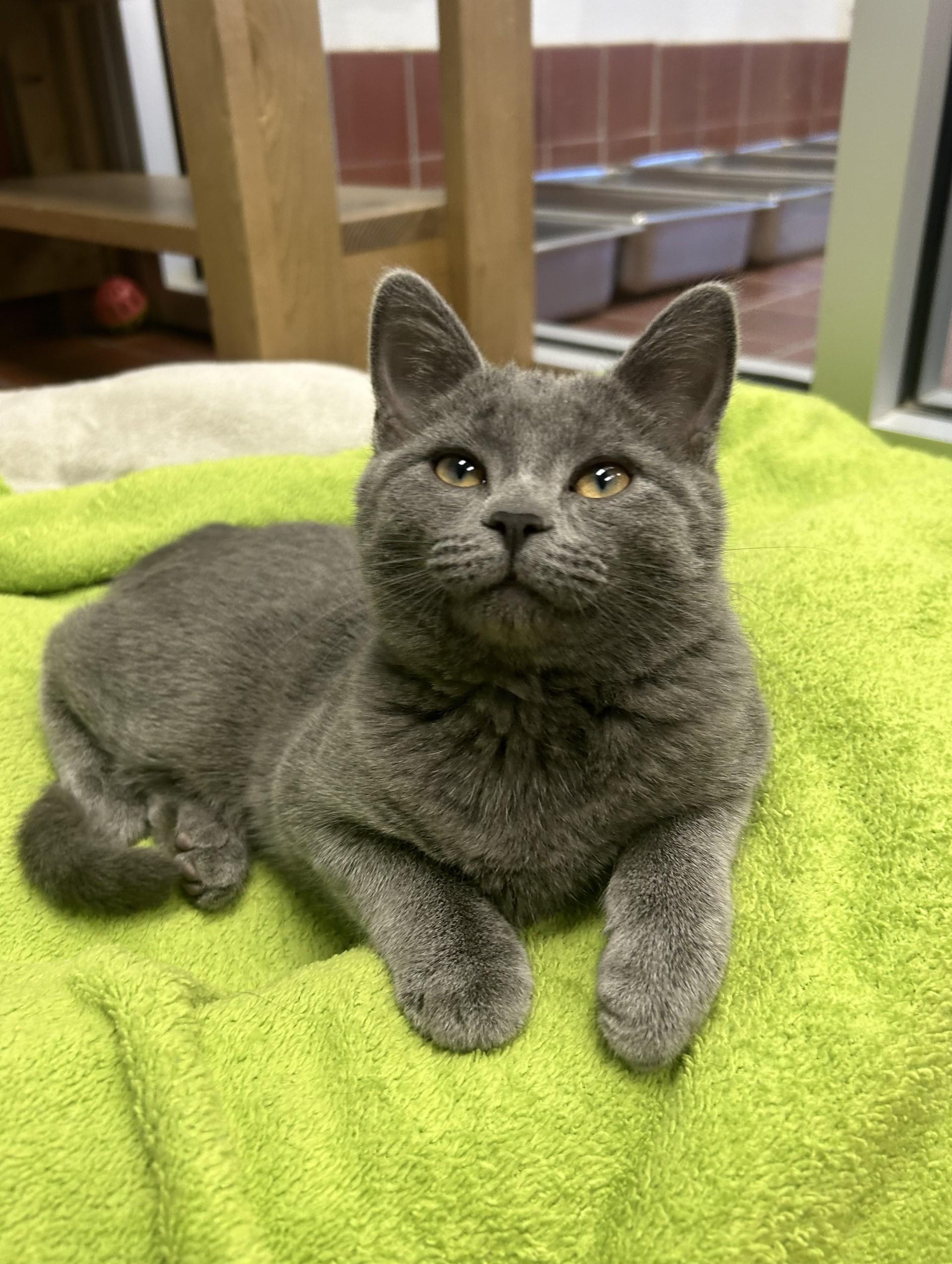 Enlarge Bluebell, a Adoptable mixed breed in Battle Creek, MI image 3/6