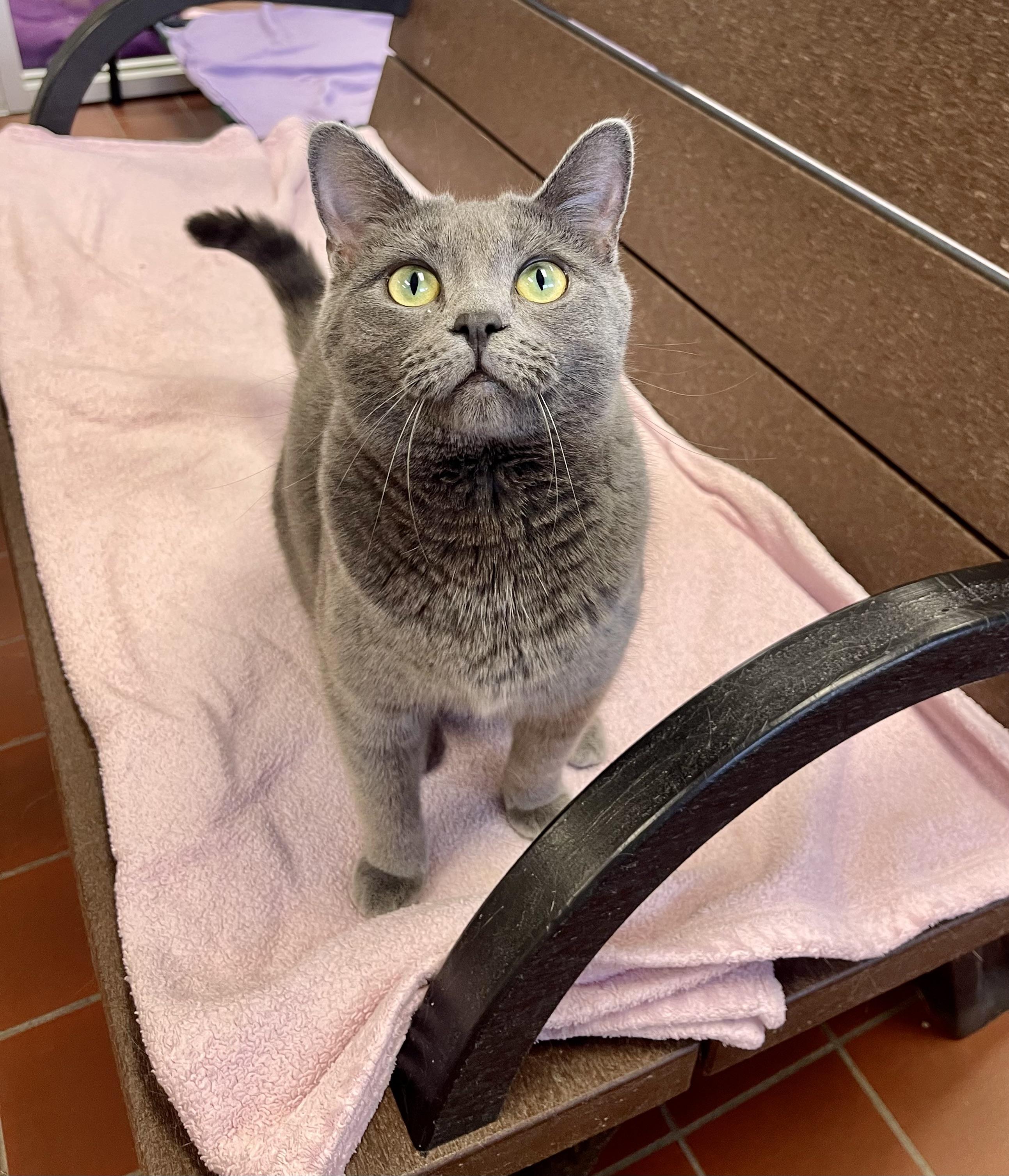 Enlarge Bluebell, a Adoptable mixed breed in Battle Creek, MI image 4/6