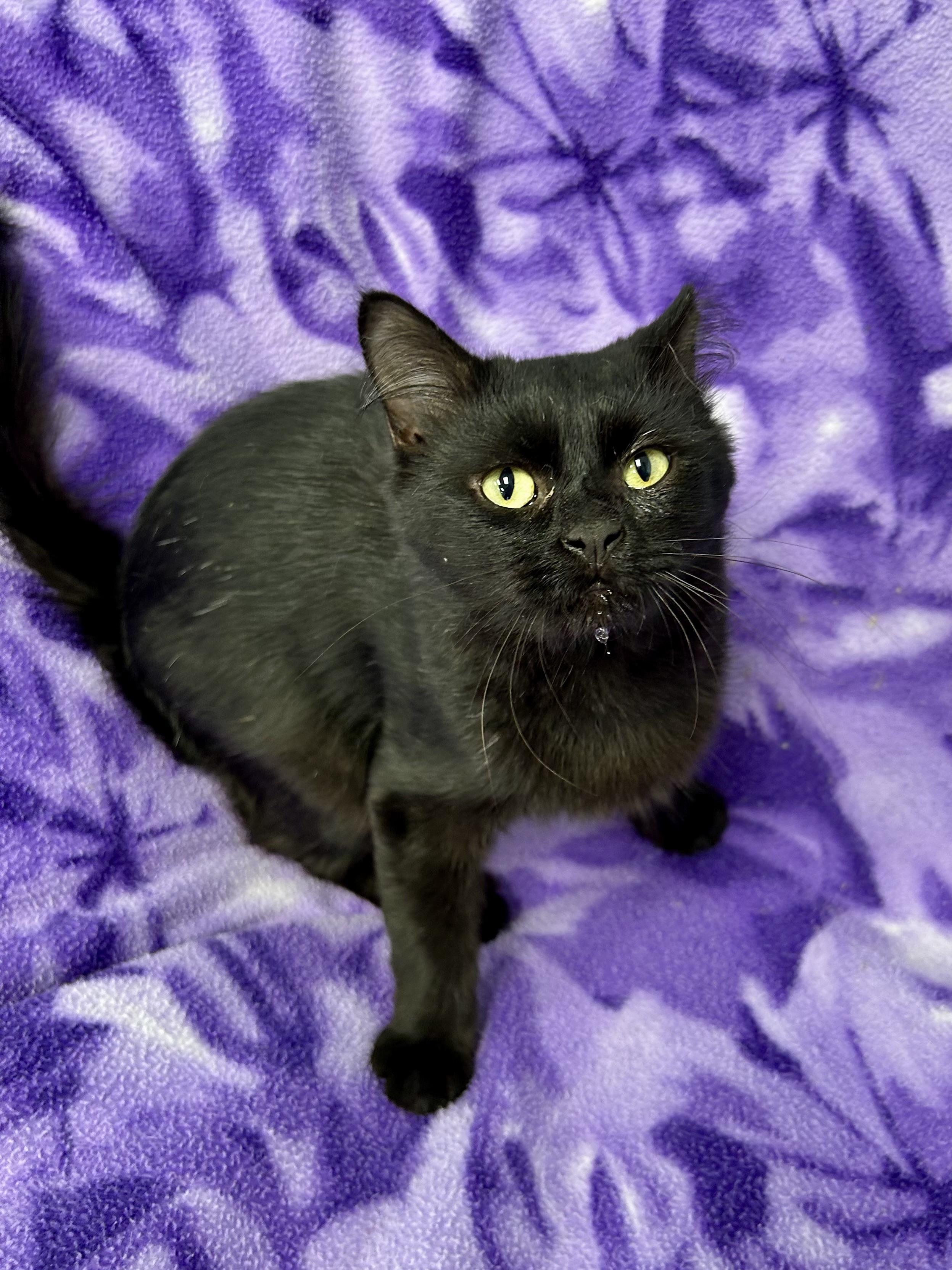 Enlarge Johnny Rose - ADOPTION PENDING, a Adopted Domestic Medium Hair in Grand Rapids, MI image 3/6
