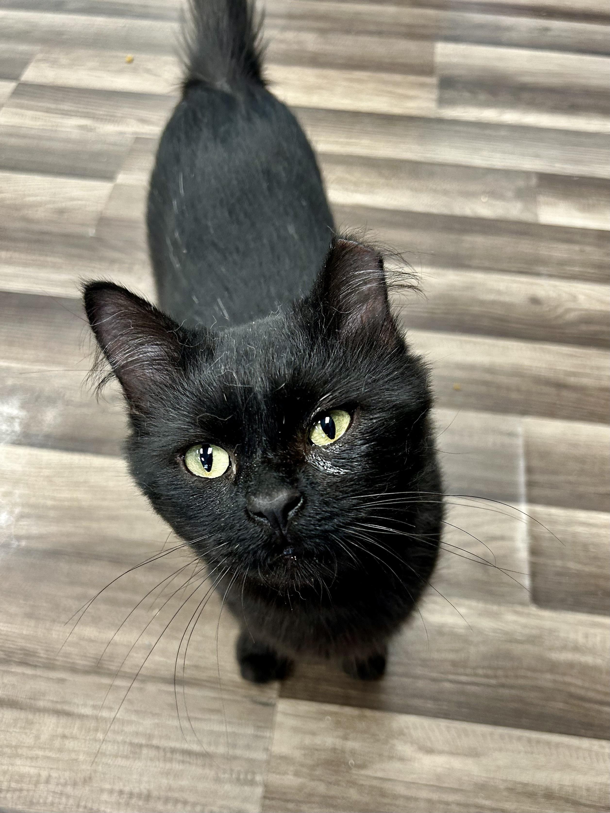 Johnny Rose - ADOPTION PENDING, Adopted, Young Male Domestic Medium Hair.