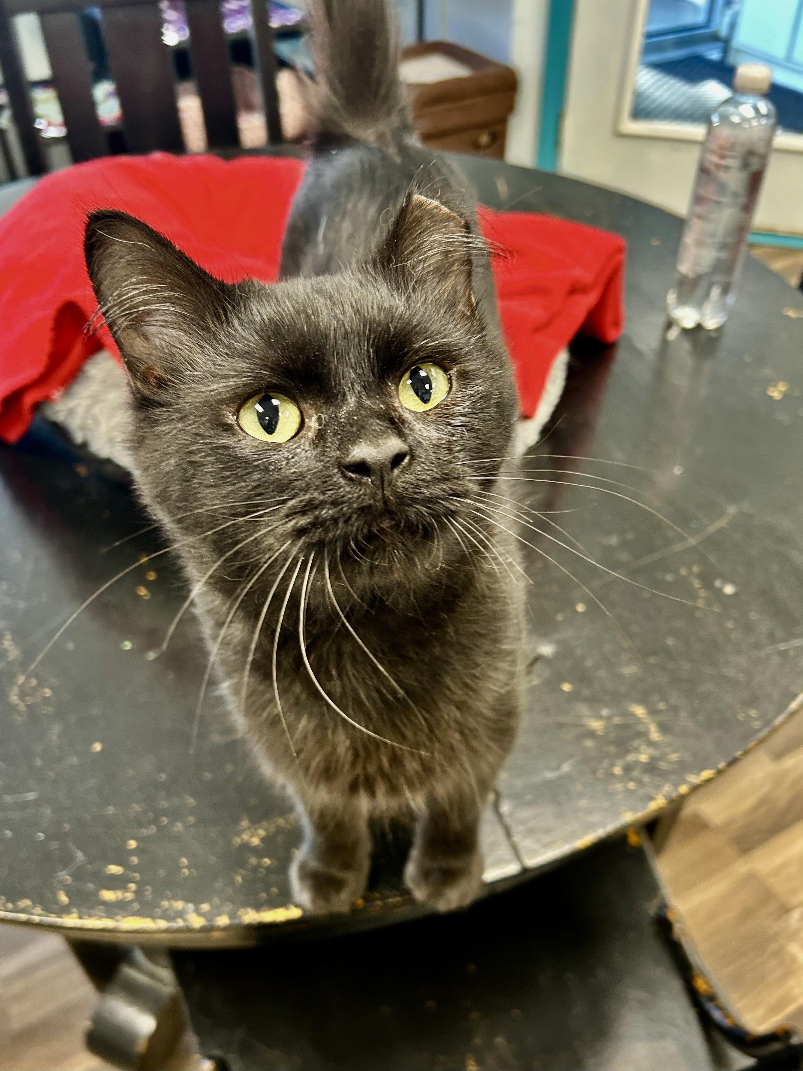 Enlarge Johnny Rose - ADOPTION PENDING, a Adopted Domestic Medium Hair in Grand Rapids, MI image 2/6