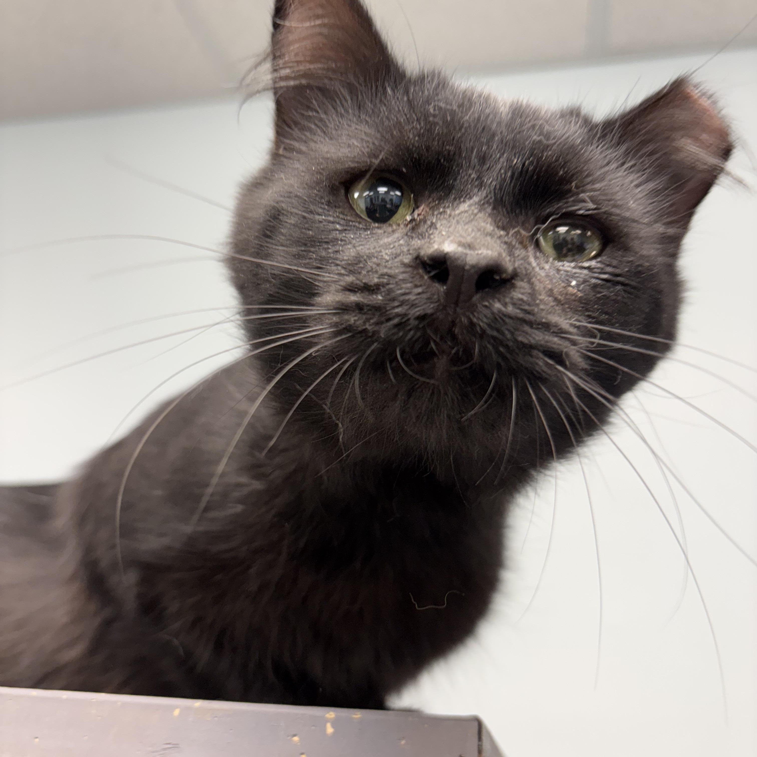 Enlarge Johnny Rose - ADOPTION PENDING, a Adopted Domestic Medium Hair in Grand Rapids, MI image 6/6