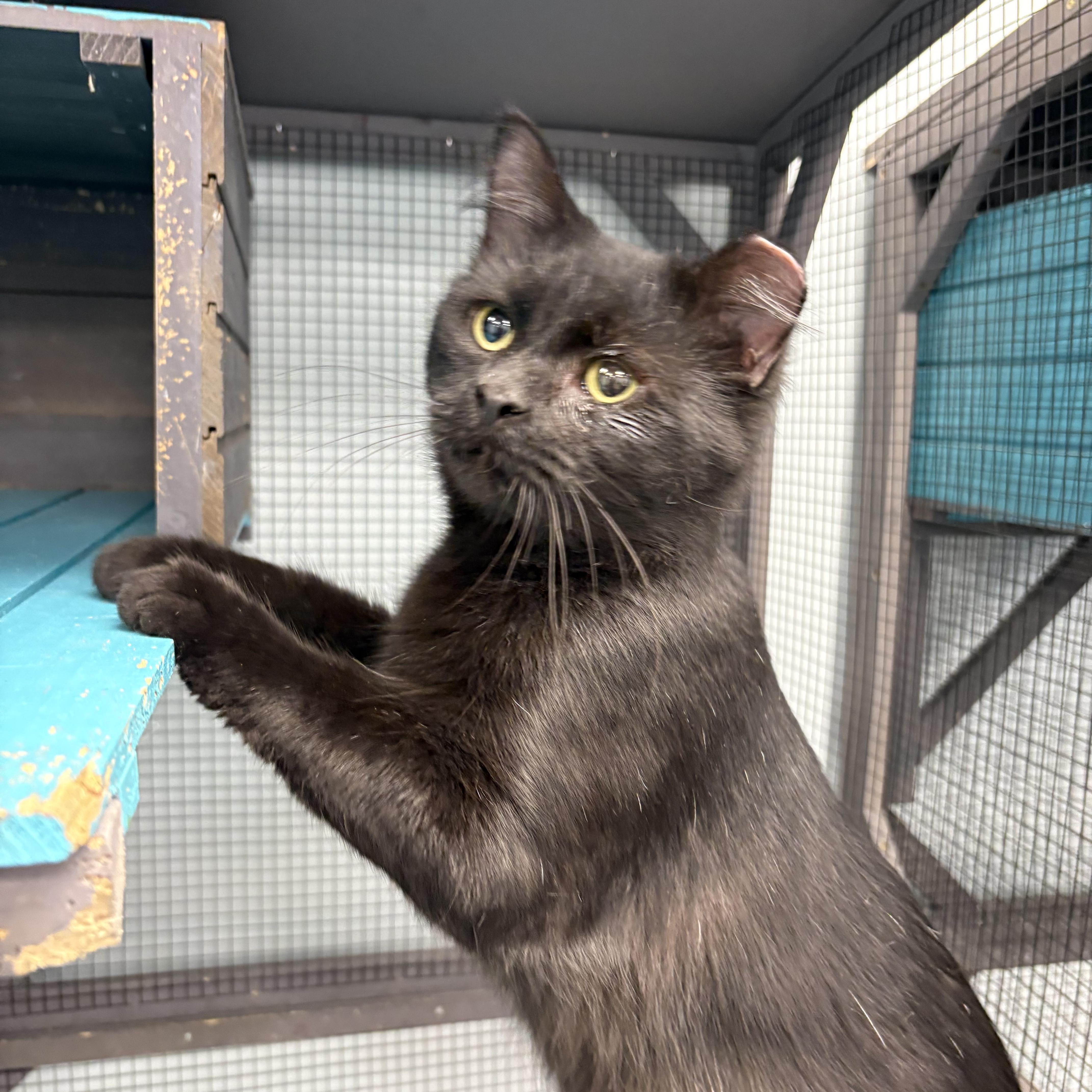 Enlarge Johnny Rose - ADOPTION PENDING, a Adopted Domestic Medium Hair in Grand Rapids, MI image 5/6