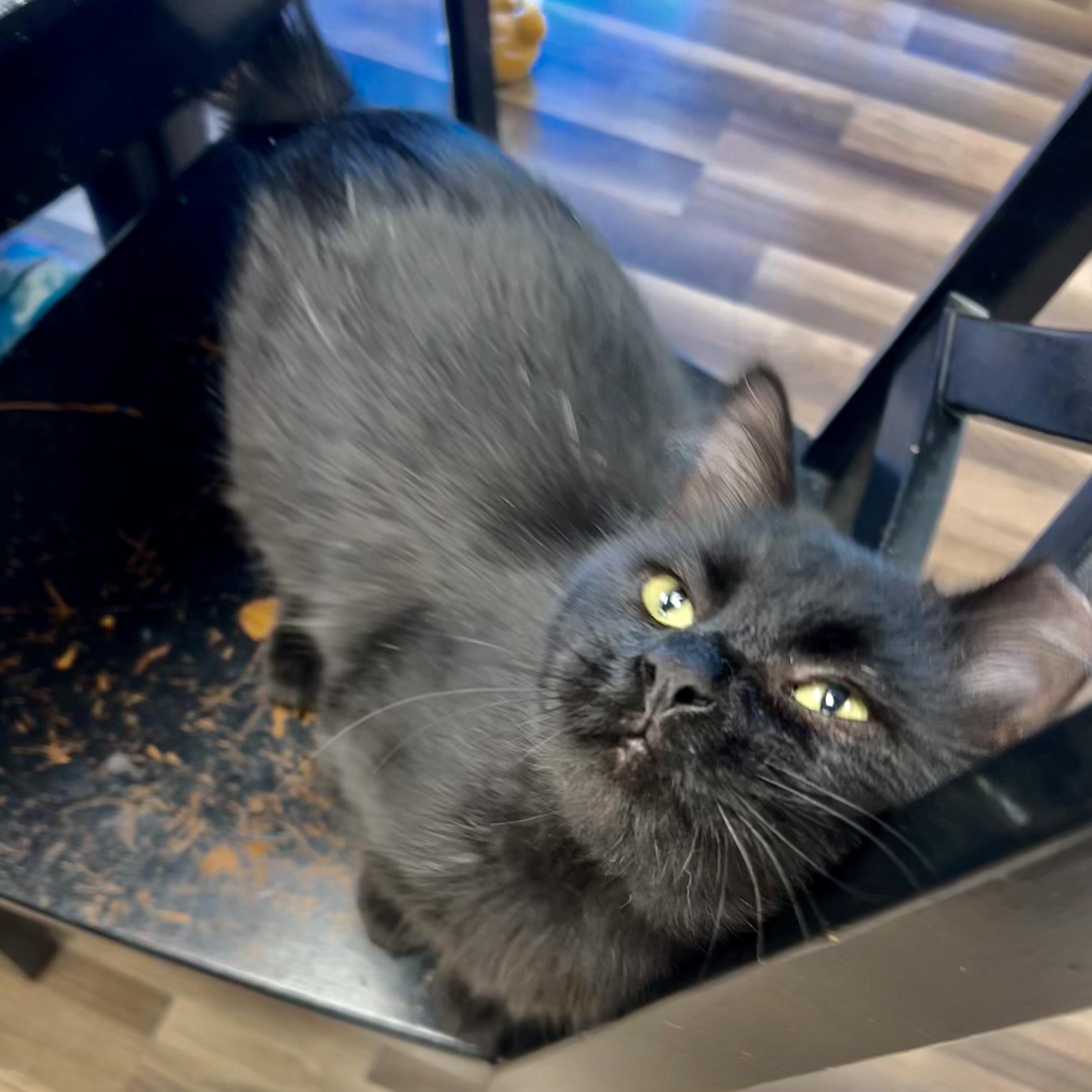 Enlarge Johnny Rose - ADOPTION PENDING, a Adopted Domestic Medium Hair in Grand Rapids, MI image 4/6