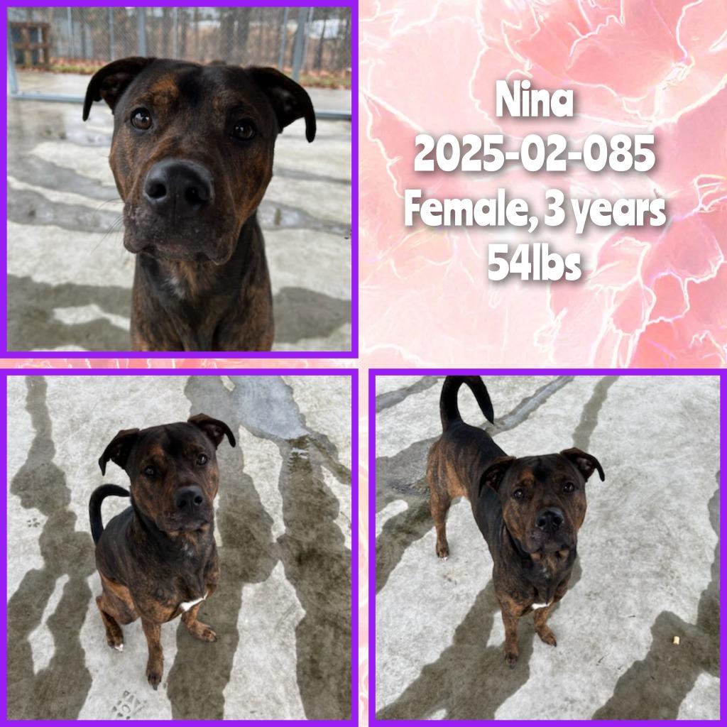 2025-02-085 *Nina*, Adoptable, Adult Female Pit Bull Terrier.