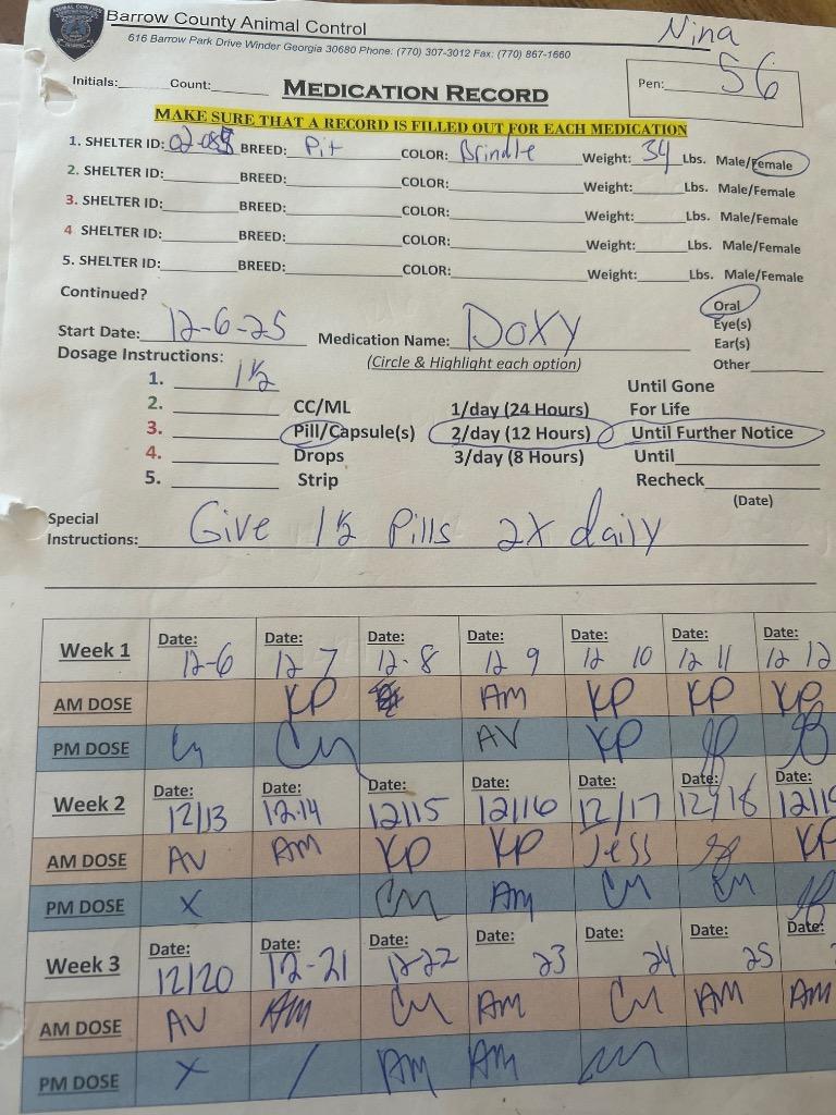 2025-02-085 *Nina*, Adoptable, Adult Female Pit Bull Terrier.