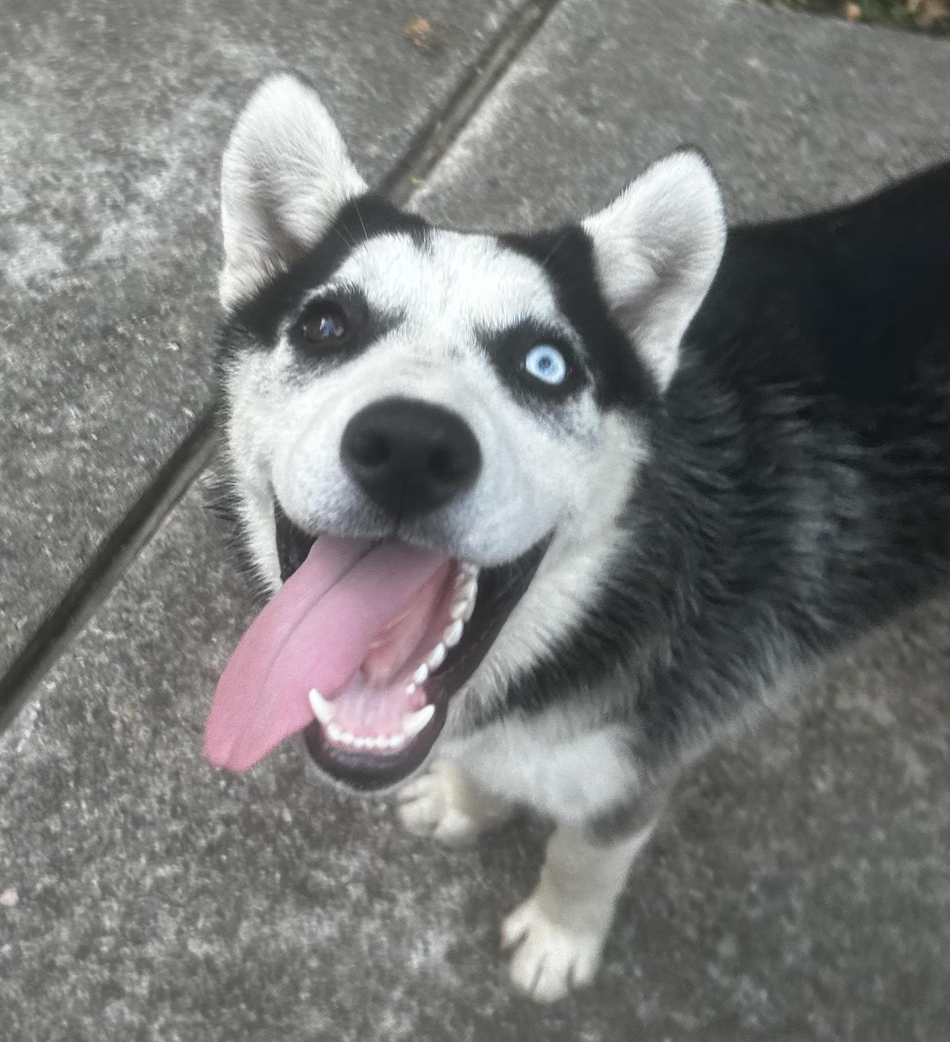 Kai, Adoptable, Young Male Alaskan Malamute & Siberian Husky.