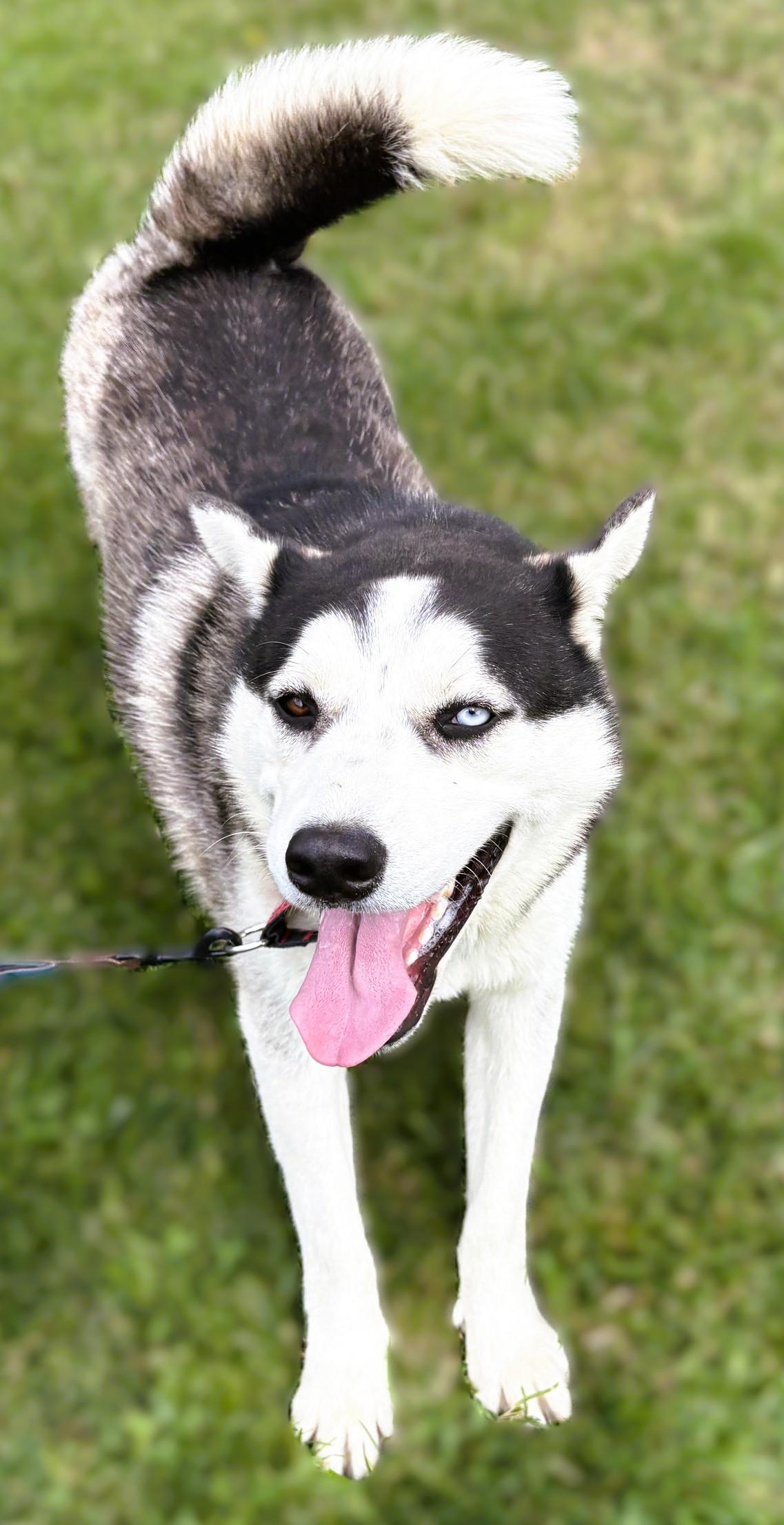 Enlarge Kai, a Adoptable mixed breed in tracy, CA image 4/6