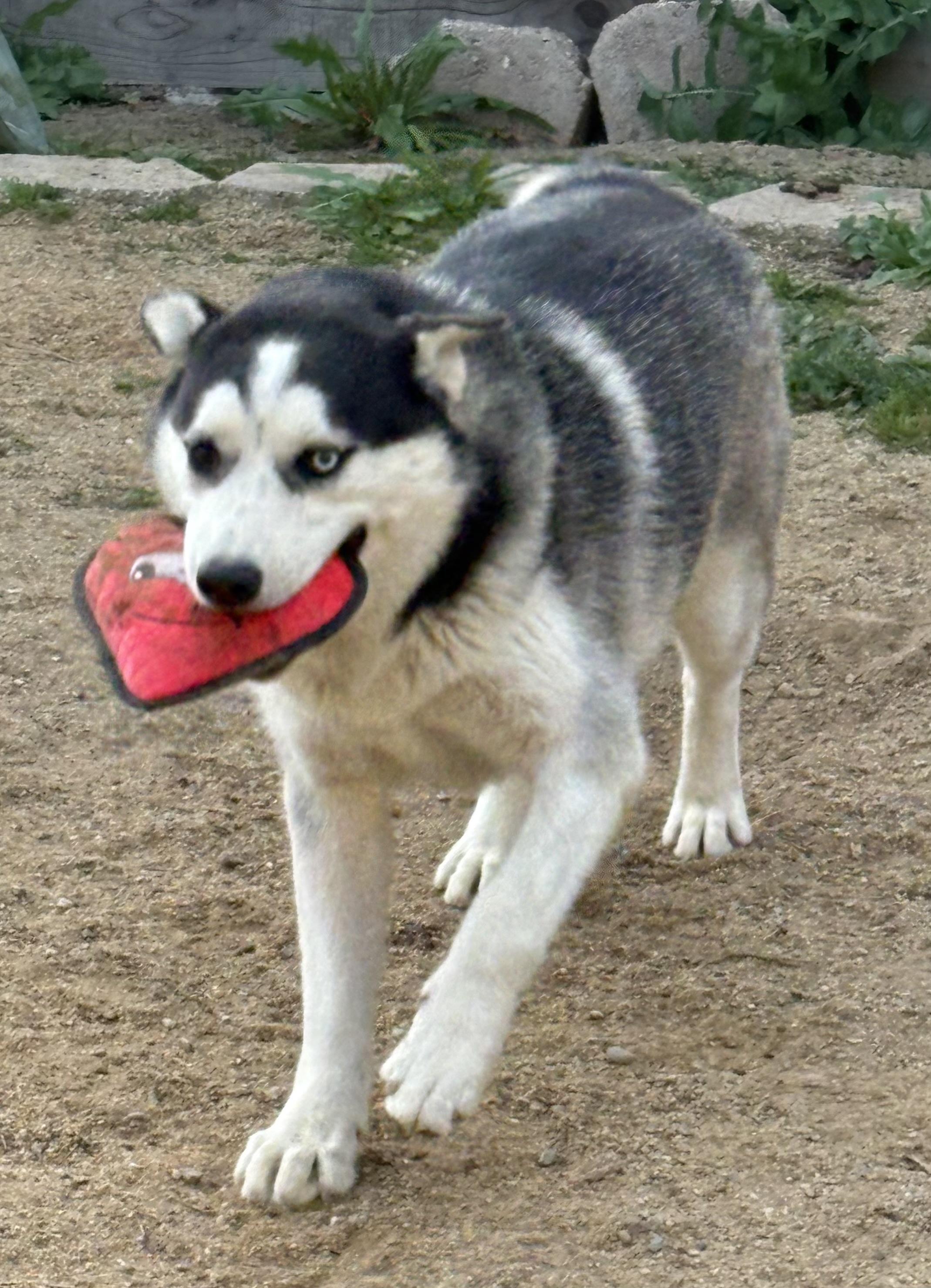 Enlarge Kai, a Adoptable mixed breed in tracy, CA image 3/6