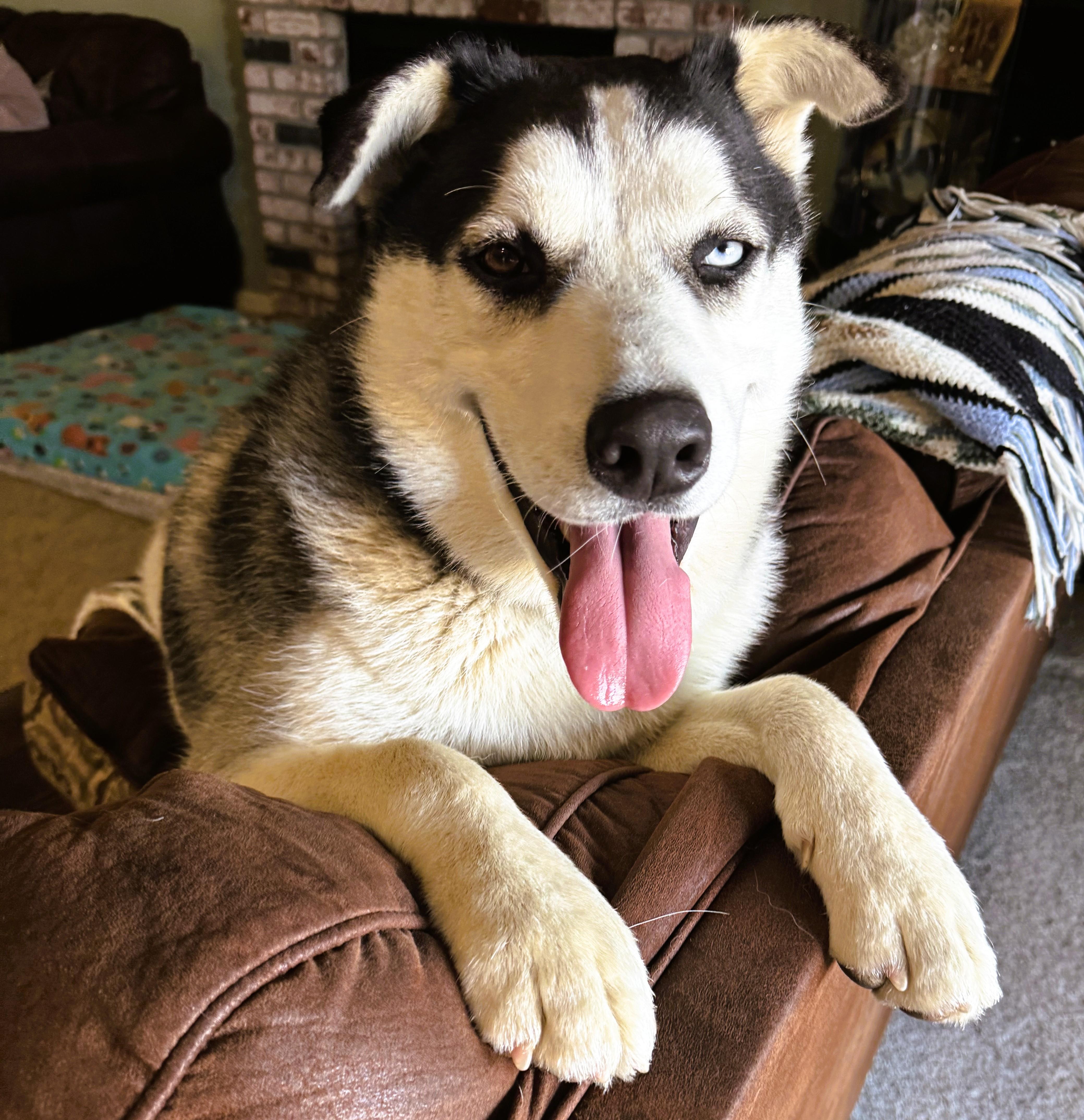 Enlarge Kai, a Adoptable mixed breed in tracy, CA image 2/6
