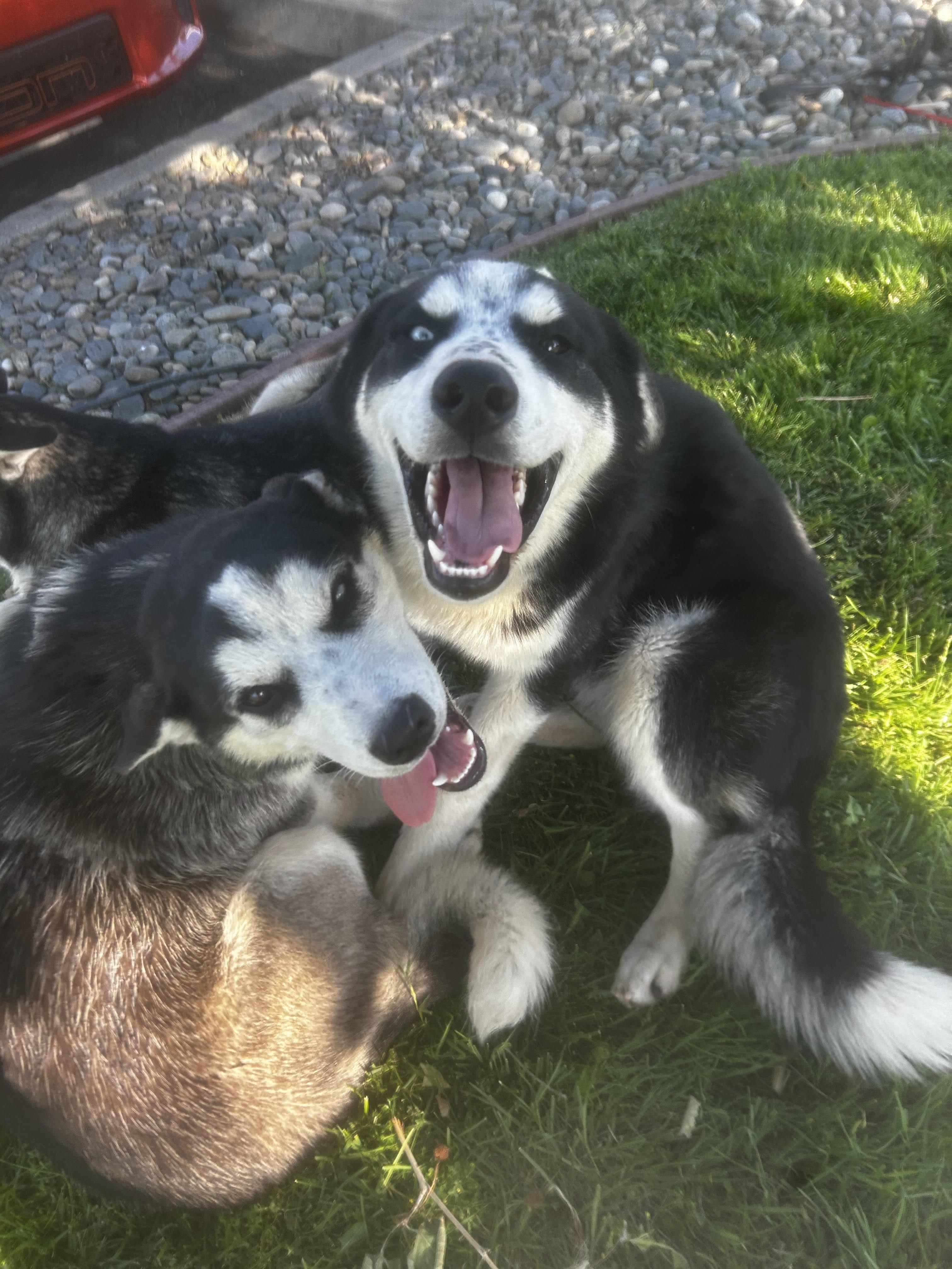 Kai, Adoptable, Young Male Alaskan Malamute & Siberian Husky.