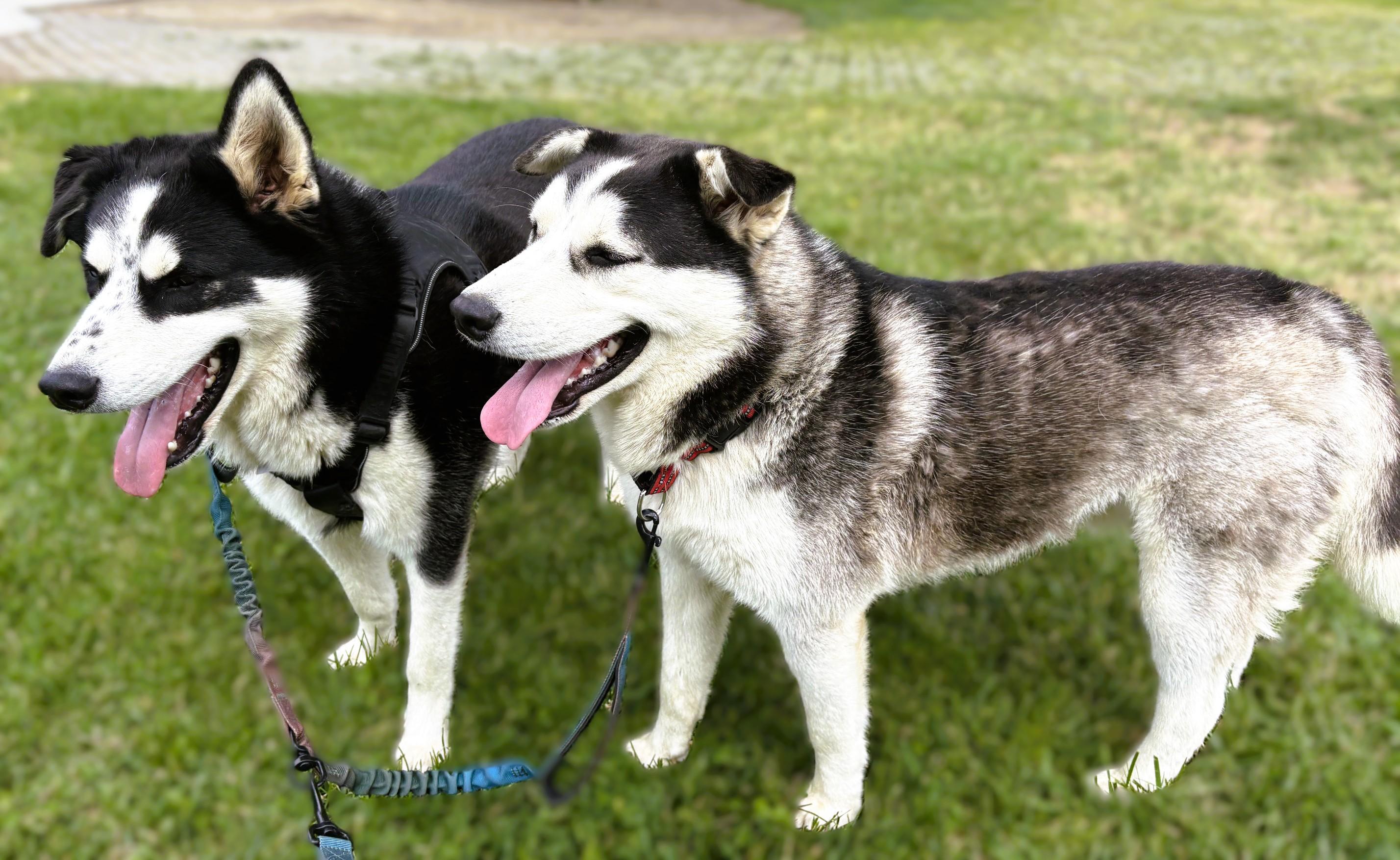 Enlarge Kai, a Adoptable mixed breed in tracy, CA image 6/6