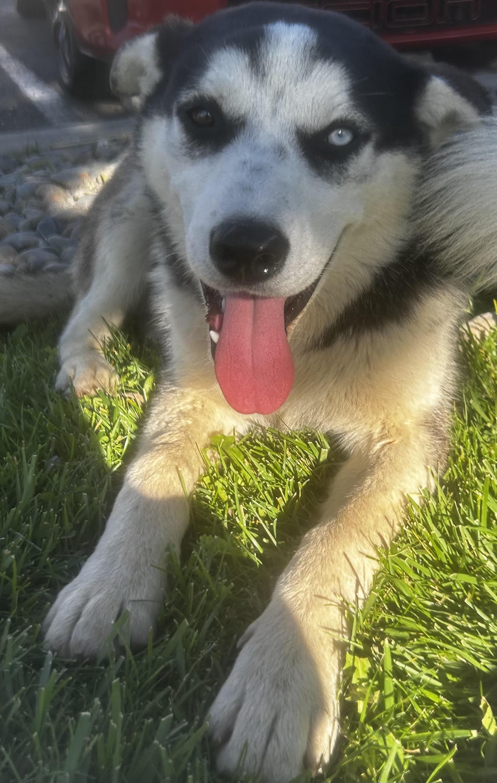 Enlarge Kai, a Adoptable mixed breed in tracy, CA image 4/5