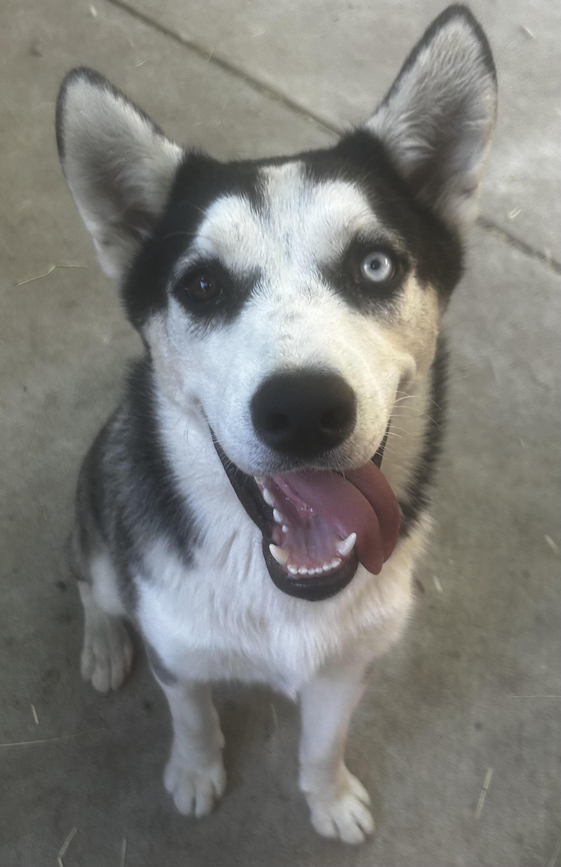 Enlarge Kai, a Adoptable mixed breed in tracy, CA image 2/5