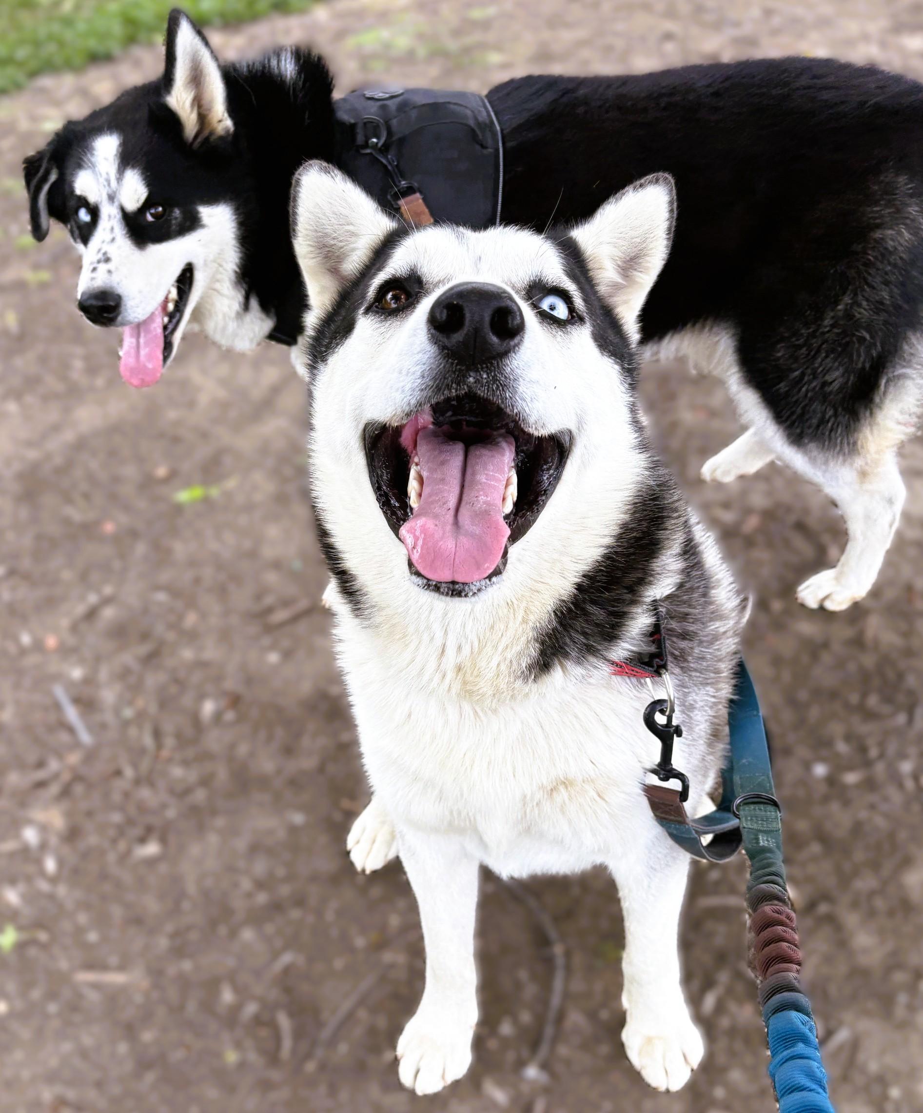 Enlarge Kai, a Adoptable mixed breed in tracy, CA image 5/6