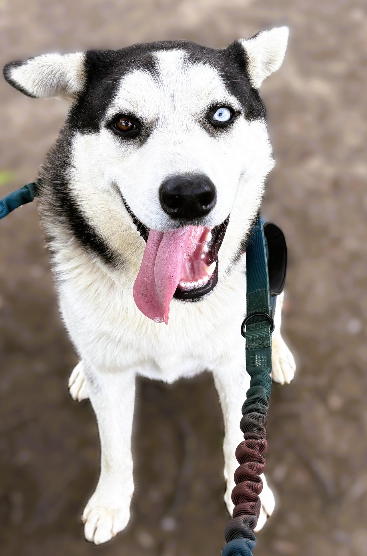 Enlarge Kai, a Adoptable mixed breed in tracy, CA image 1/6