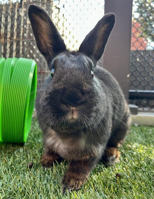 PEPPER, Adoptable, Young Female Bunny Rabbit.