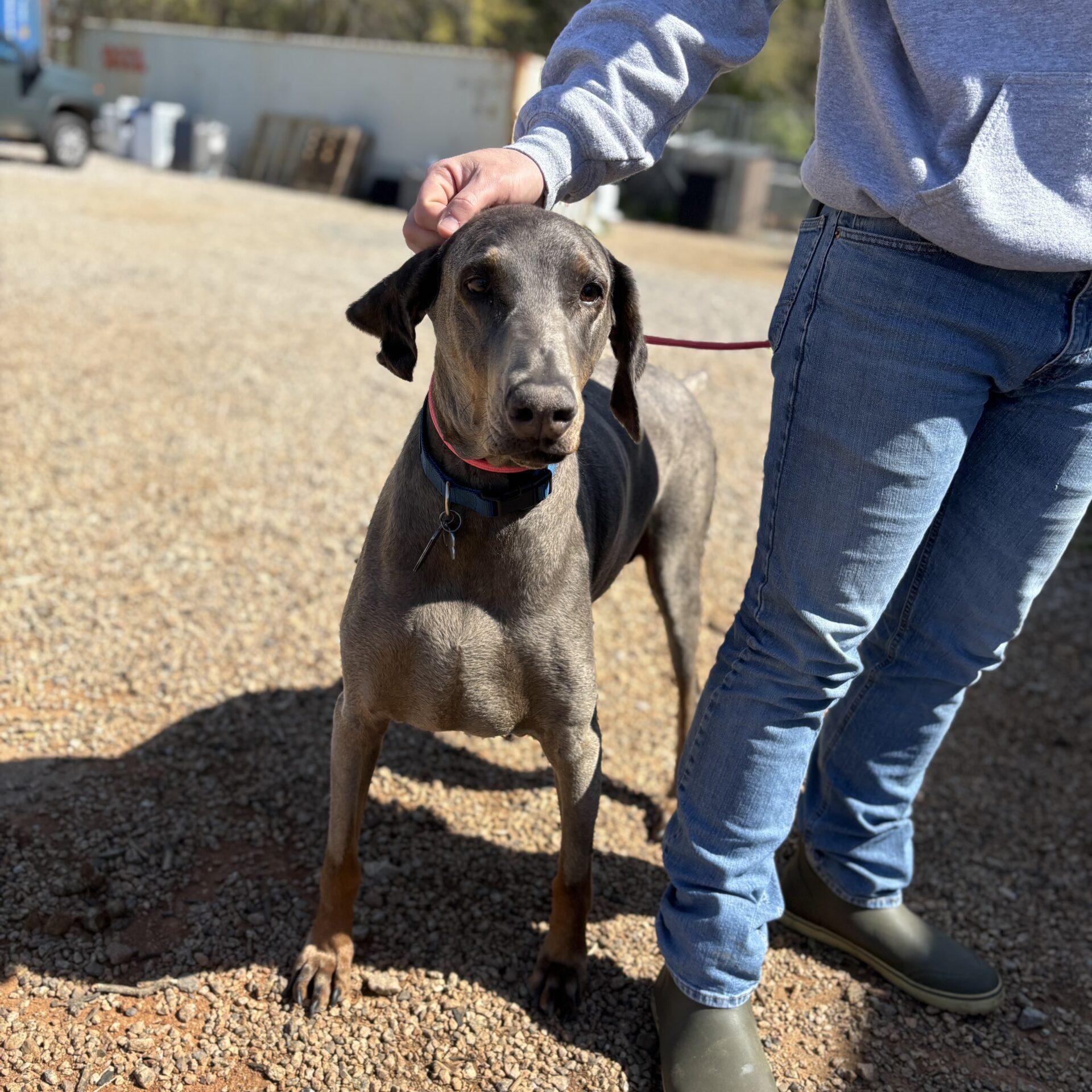 Duke, a Adoptable Doberman Pinscher in Jamaica Plain, MA image 6/6